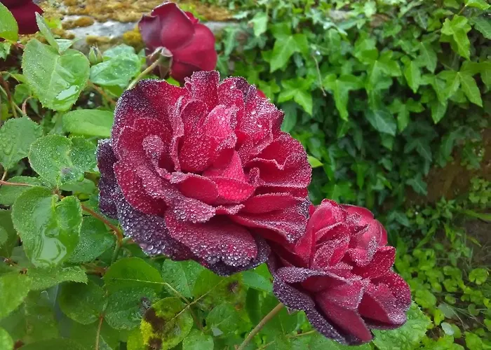 Rue Du Chateau Bed & Breakfast